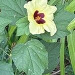 Hibiscus ovalifolius 花