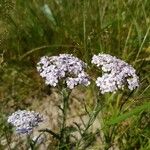 Achillea millefoliumКвітка