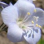 Polemonium caeruleum Blomst