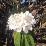 Rhododendron arboreumFlower