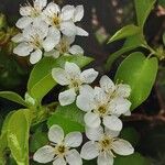 Prunus mahaleb Blüte