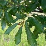 Quercus muehlenbergii 叶