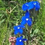 Gentiana utriculosa Квітка