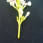 Pseuderanthemum maculatum फूल