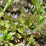 Veronica arvensis Hàbitat