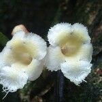 Paradrymonia ciliosa Flower
