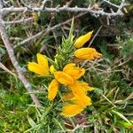 Ulex gallii Fiore