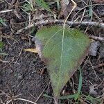 Populus x canadensis Frunză