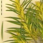 Acacia doratoxylon Sonstige