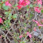 Chaenomeles japonica Yeri