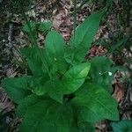 Andersonglossum virginianum Folha