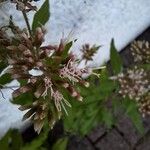 Eupatorium cannabinumFlower