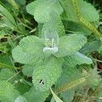 Mentha × villosa Hoja