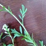 Lepidium sativum Fulla