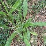 Cirsium brevistylum Leaf