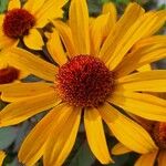 Heliopsis helianthoides Flower