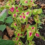 Coleus decurrens Агульны выгляд