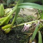 Bulbophyllum cocoinum Vekstform