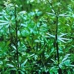 Galium album Leaf