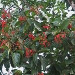 Cordia eriostigma Arall