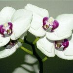 Phalaenopsis × intermedia Květ