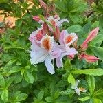 Rhododendron occidentale Blodyn