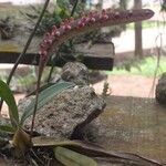 Bulbophyllum falcatum Hábito