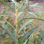 Salix purpurea Blad