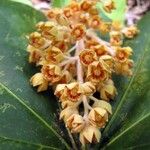 Acropogon sageniifolia Flower