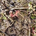 Lindernia dubia 葉