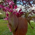 Malus × floribunda पत्ता