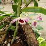 Dendrobium nobile 形态