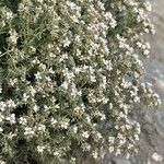 Frankenia corymbosa Hoja