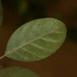 Siparuna decipiens Yaprak