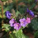 Pulmonaria affinis Fula