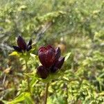 Gentiana purpureaപുഷ്പം