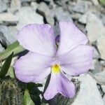 Viola cenisia ᱵᱟᱦᱟ