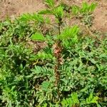 Indigofera arrecta Leaf