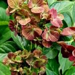 Hydrangea spp. Λουλούδι