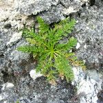 Cortiella hookeri Leaf