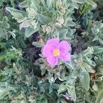 Cistus albidusBlomst