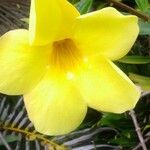 Allamanda catharticaBlüte