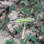 Plantago holosteum