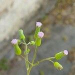 Emilia sonchifolia Flor