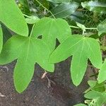 Passiflora lutea Leaf