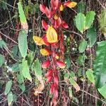 Thunbergia mysorensis Flower