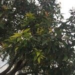 Corymbia ficifolia List