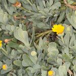 Hertia cheirifolia List