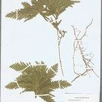 Selaginella parkeri Hoja