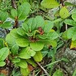 Rhododendron aureum Hoja